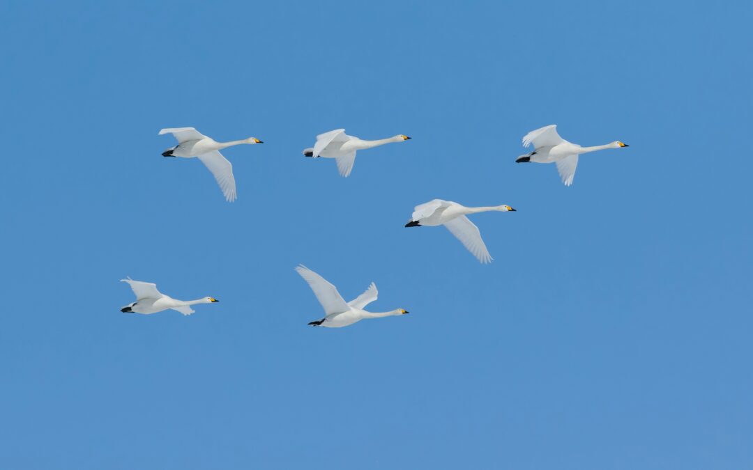 we’ve been migrating…